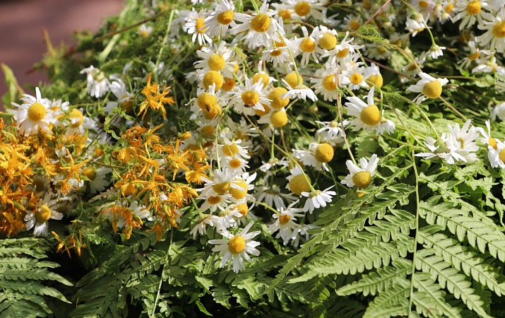 Праздник "Иван Купала" в ТОК "Высокий берег"